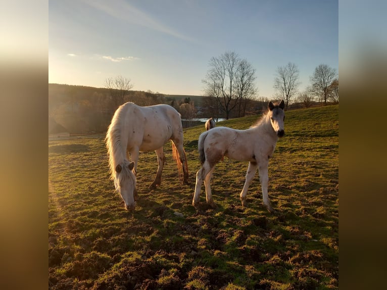 Appaloosa Stallone  155 cm Bianco in Stašov