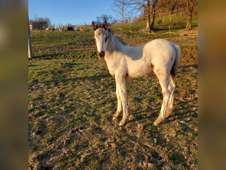 Appaloosa Stallone  155 cm Bianco in Stašov