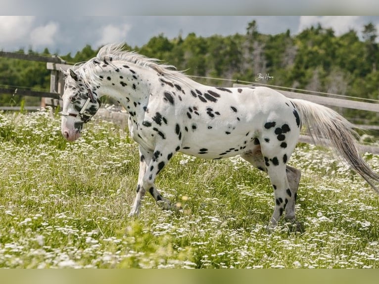 Appaloosa Stallone  155 cm Bianco in Stašov
