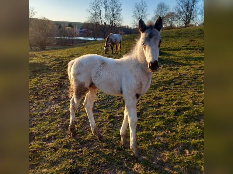 Appaloosa Stallone  155 cm Bianco in Stašov