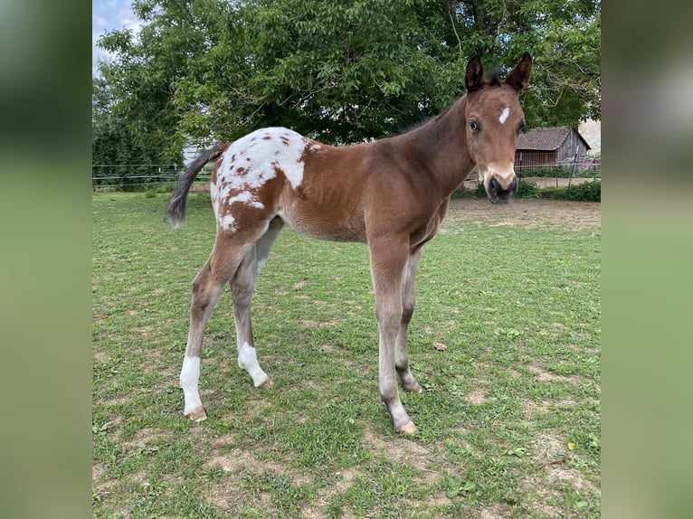 Appaloosa Stallone Puledri (04/2026) 155 cm Leopard in Pappenheim