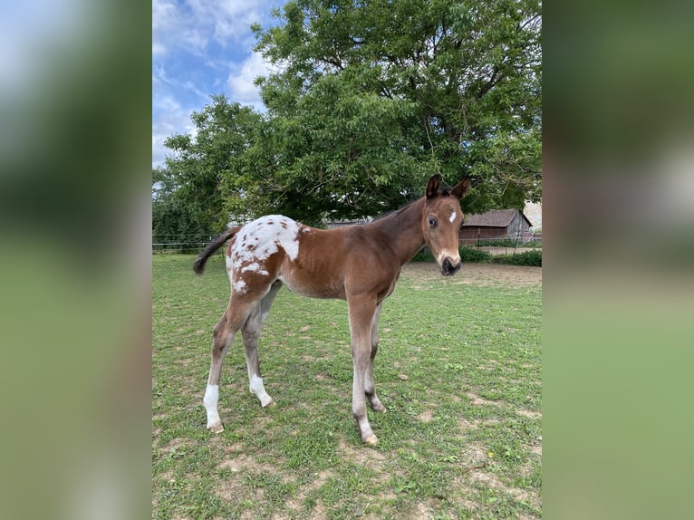 Appaloosa Stallone Puledri (04/2026) 155 cm Leopard in Pappenheim