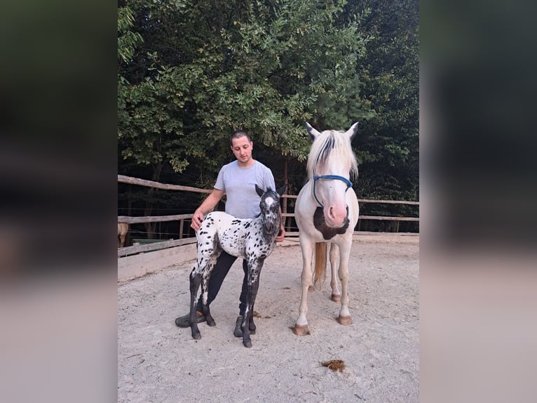 Appaloosa Mix Stallone Puledri (08/2026) 155 cm Leopard in Brežice