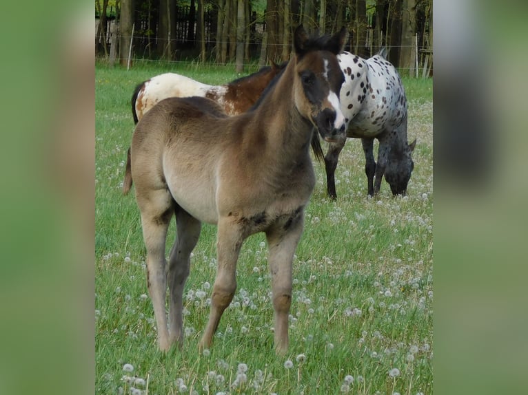 Appaloosa Stallone Puledri (02/2026) 155 cm Morello in Skalice