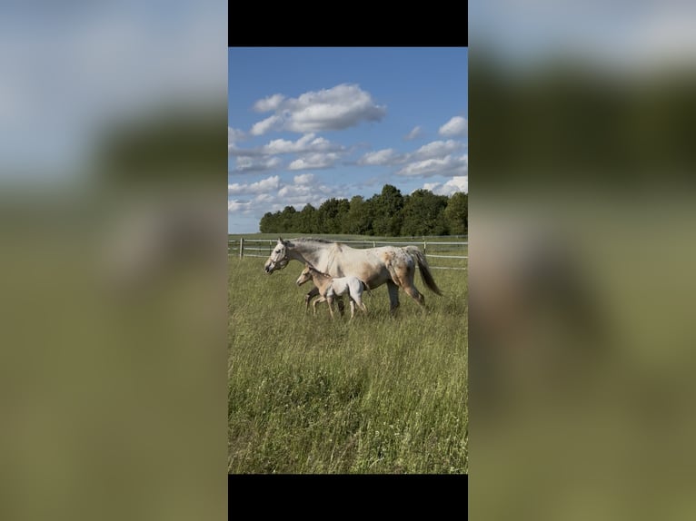 Appaloosa Stallone Puledri (05/2026) 155 cm Palomino in Nördlingen
