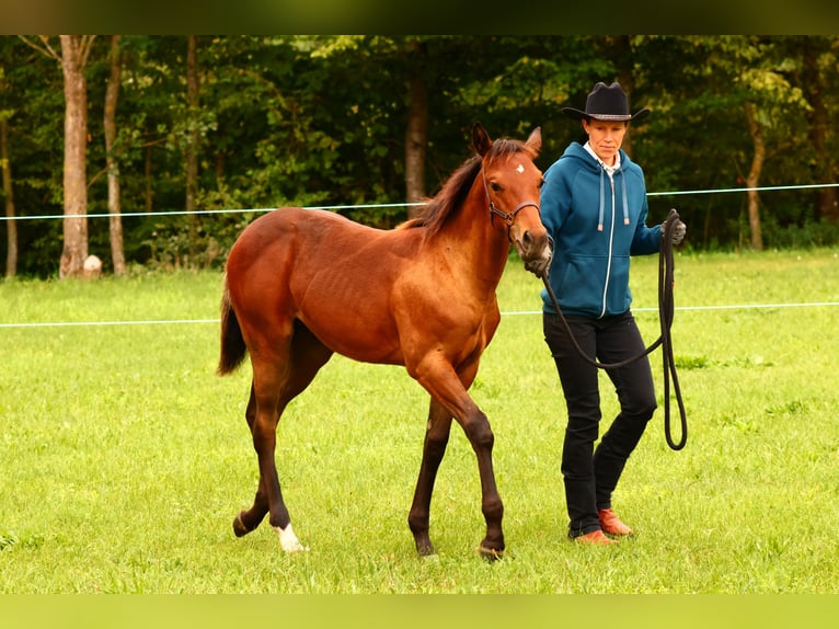 Appaloosa Stallone Puledri (04/2025) 155 cm Pelle di daino in Pappenheim
