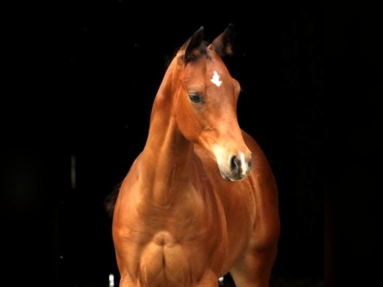 Appaloosa Stallone Puledri (03/2025) 160 cm Baio in Kirtorf