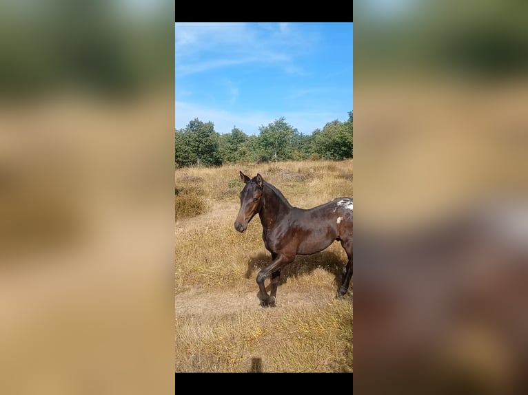 Appaloosa Mix Stallone Puledri (05/2026) Baio nero in Cabañas De Juarros