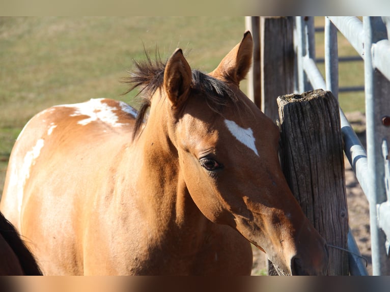 Appaloosa Stallone Puledri (03/2026) Baio in Oberbronn