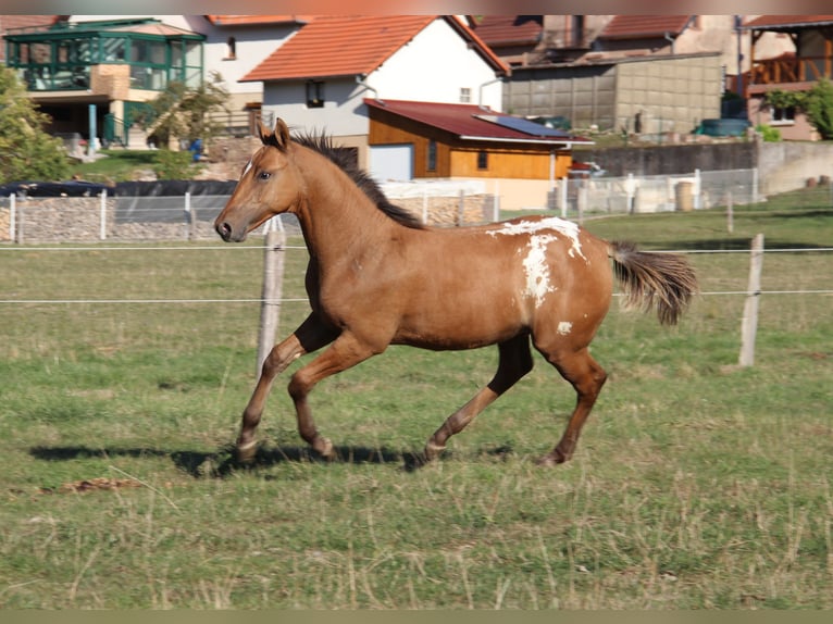 Appaloosa Stallone Puledri (03/2026) Baio in Oberbronn