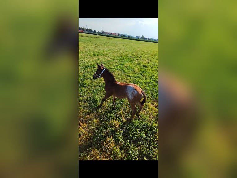 Appaloosa Stallone Puledri (05/2026) Baio roano in Fehring Steiermark