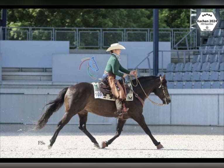 Appaloosa Stallone Puledri
 (04/2024) Leopard in Berching