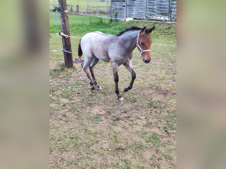 Appaloosa Stallone Puledri (05/2026) Roano blu in Fehring Steiermark