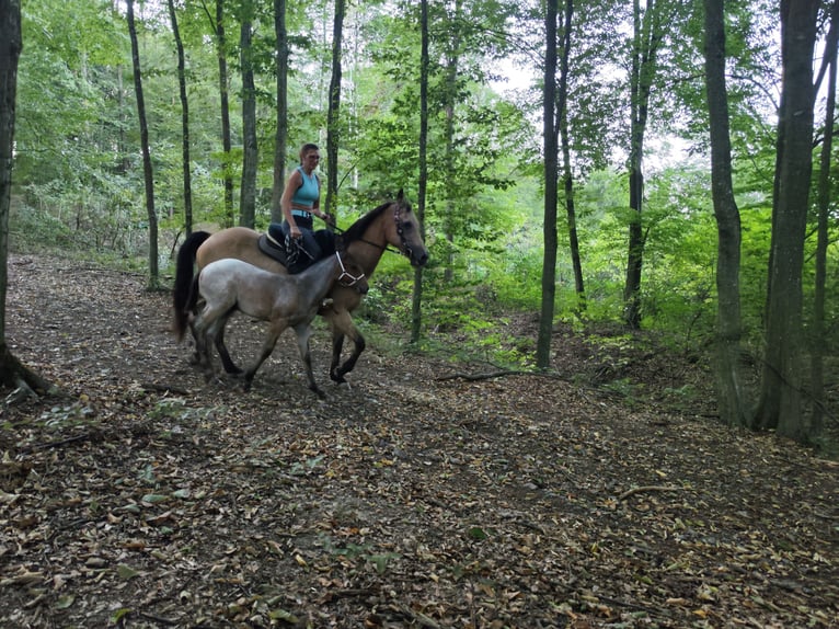 Appaloosa Stallone Puledri (05/2026) Roano blu in Fehring Steiermark