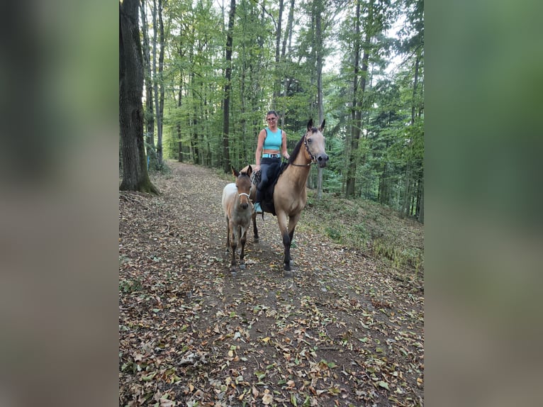 Appaloosa Stallone Puledri (05/2026) Roano blu in Fehring Steiermark