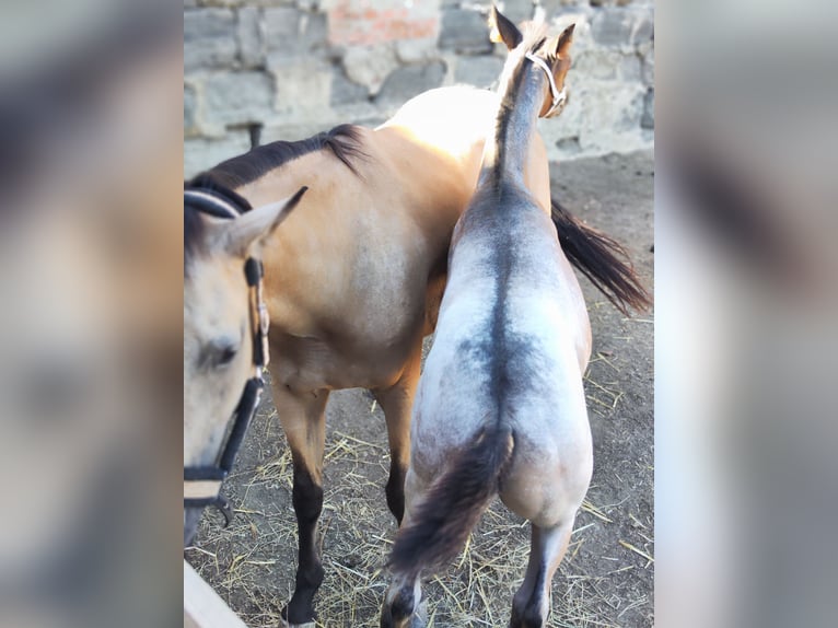 Appaloosa Stallone Puledri (05/2026) Roano blu in Fehring Steiermark