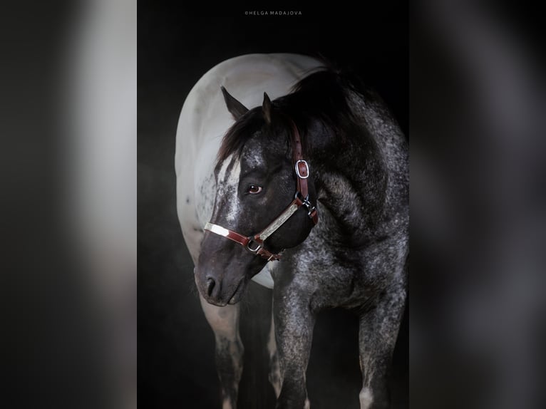 Appaloosa Stallone in Brno