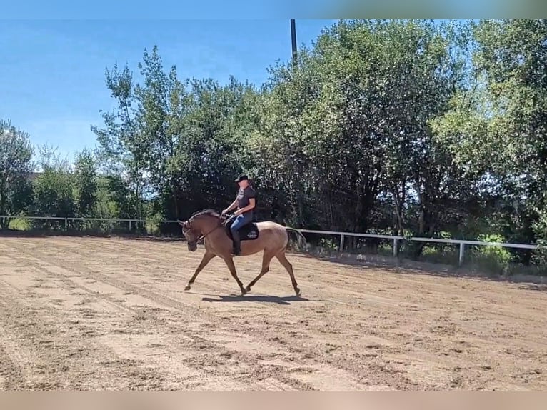 Appaloosa Blandning Sto 10 år 155 cm in Lamprechtshausen