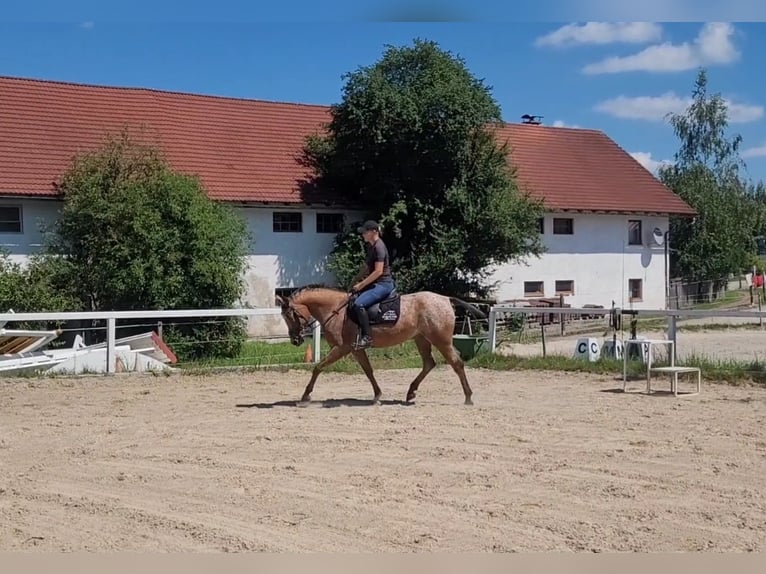 Appaloosa Blandning Sto 10 år 155 cm in Lamprechtshausen