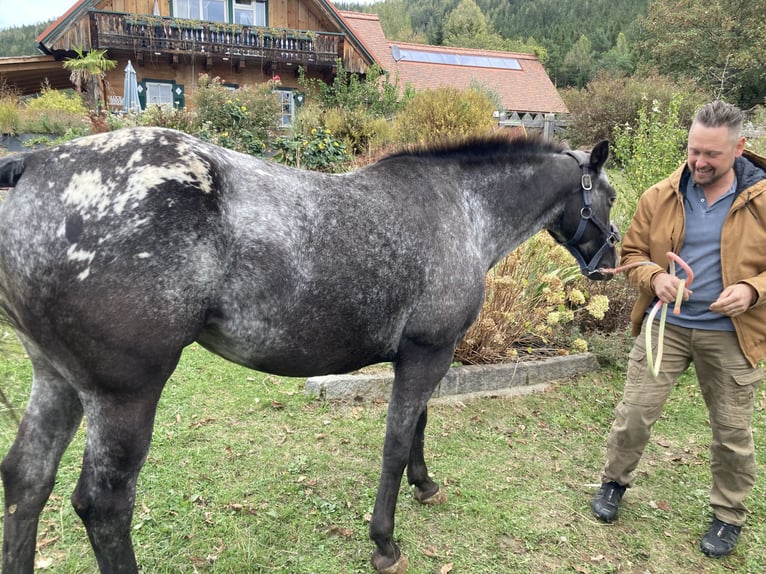 Appaloosa Sto 11 år 150 cm in Stattegg