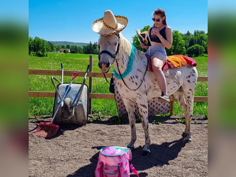 Appaloosa Sto 13 år in Schänis