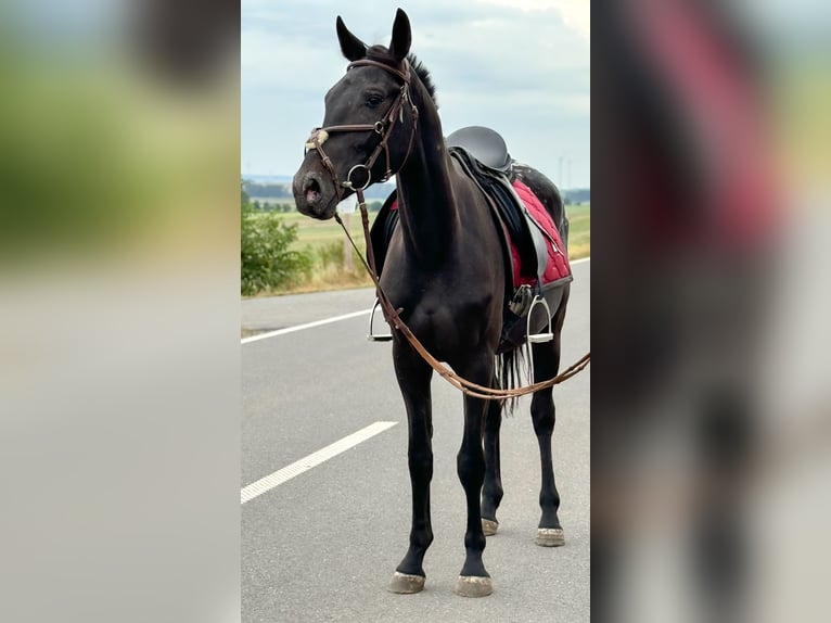 Appaloosa Sto 3 år 155 cm Svart in Wülperode