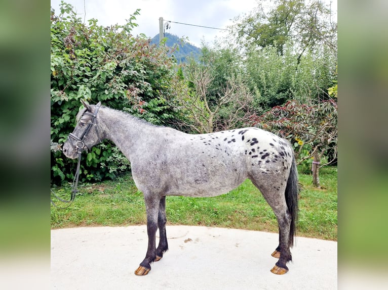 Appaloosa Sto 4 år 146 cm Leopard-Piebald in Gummern