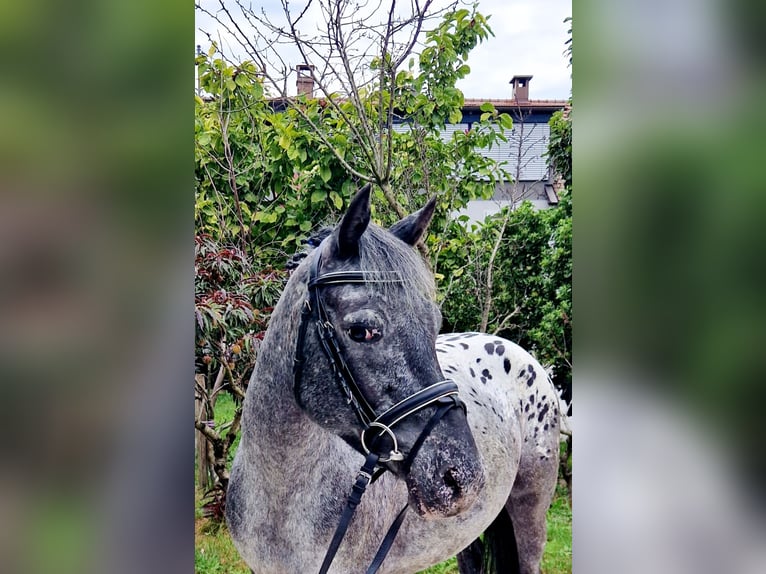 Appaloosa Sto 4 år 146 cm Leopard-Piebald in Gummern