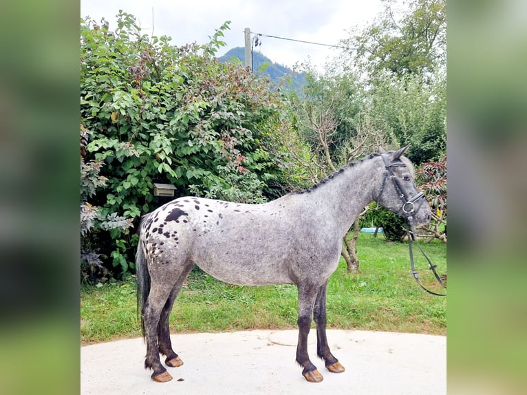 Appaloosa Sto 4 år 146 cm Leopard-Piebald in Gummern