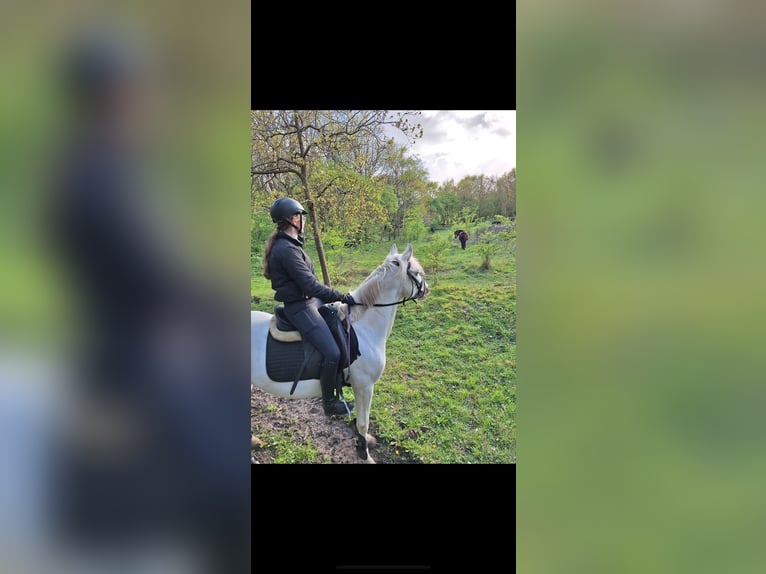 Appaloosa Sto 5 år 140 cm Leopard-Piebald in Beverwijk