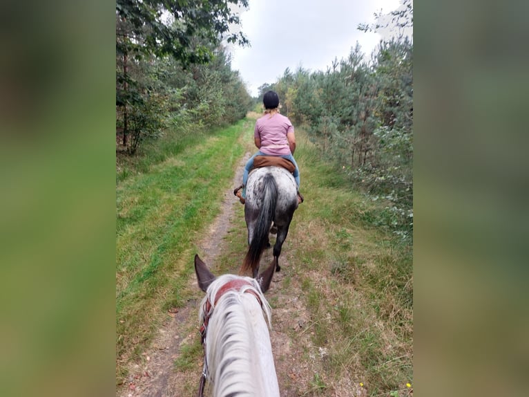 Appaloosa Sto 6 år 157 cm Svart in Sint-Katelijne-Waver