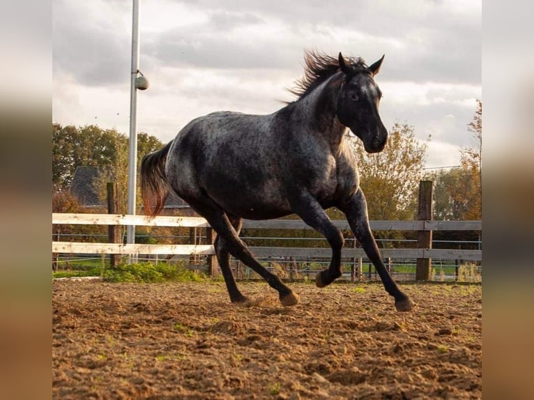 Appaloosa Sto 6 år 157 cm Svart in Sint-Katelijne-Waver