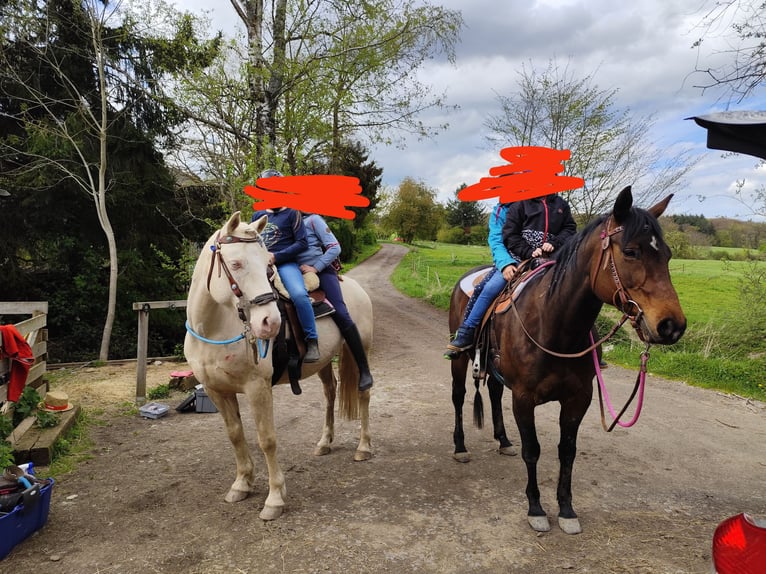 Appaloosa Sto 7 år 153 cm Mörkbrun in Kempenich