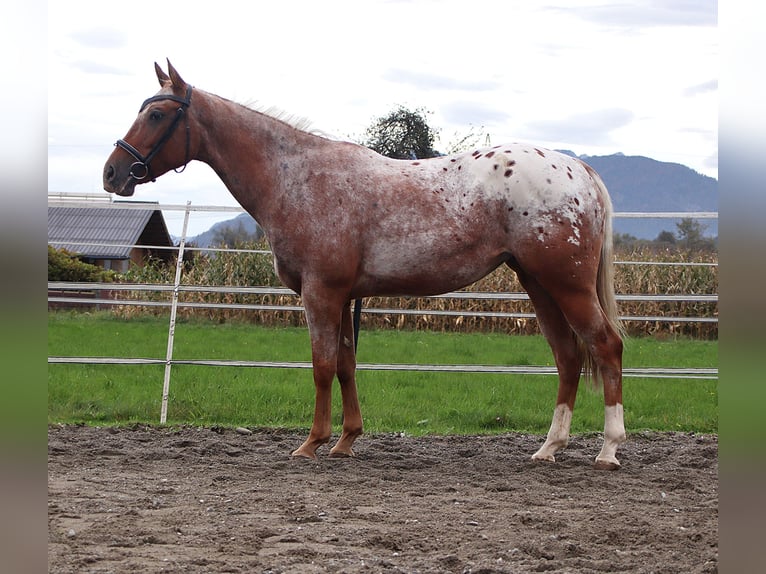 Appaloosa Sto 7 år 155 cm Leopard-Piebald in Kirchbichl