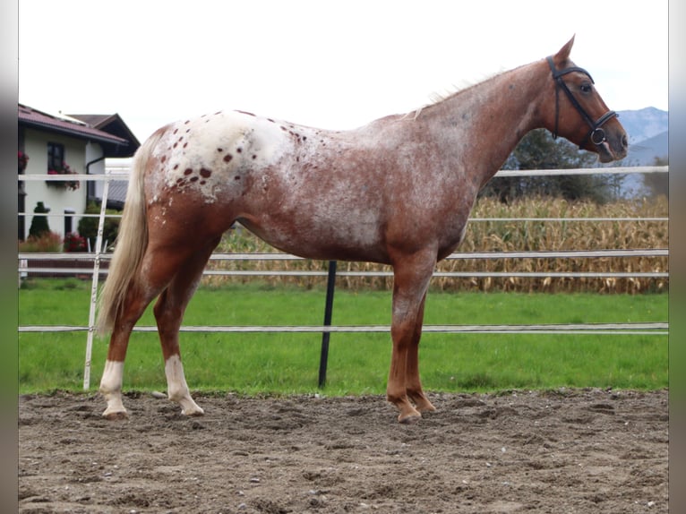 Appaloosa Sto 7 år 155 cm Leopard-Piebald in Kirchbichl