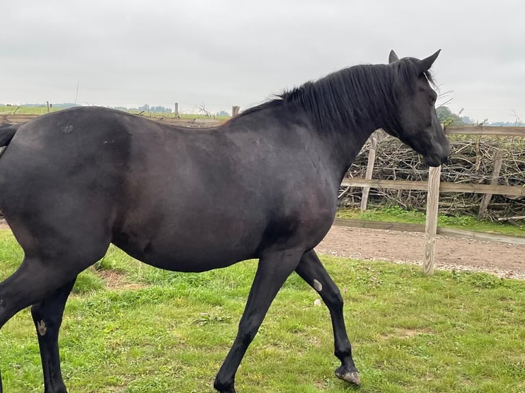 Appaloosa Blandning Sto 8 år 160 cm Svart in Steinsoultz