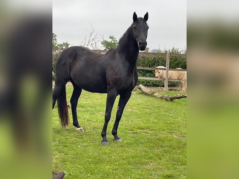 Appaloosa Blandning Sto 8 år 160 cm Svart in Steinsoultz