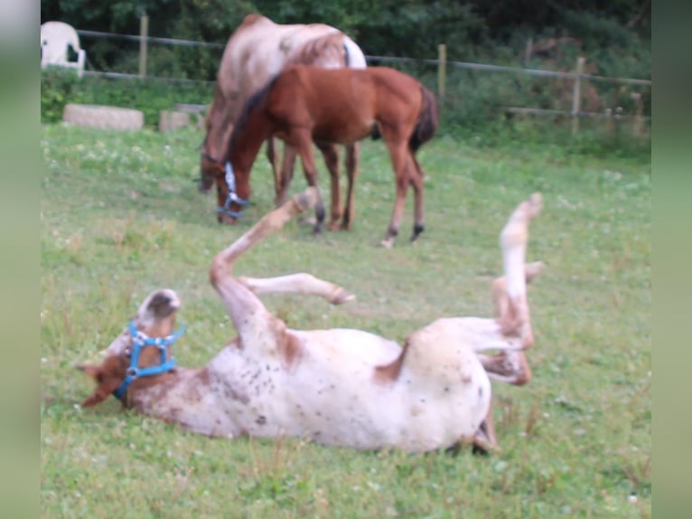 Appaloosa Blandning Sto Föl (05/2024) 155 cm Leopard-Piebald in Miehlen