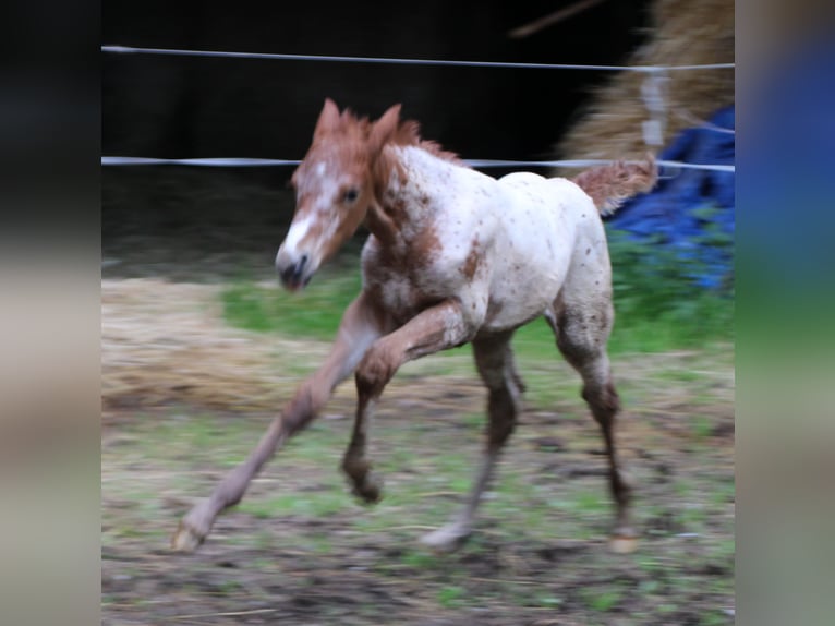 Appaloosa Blandning Sto Föl (05/2024) 155 cm Leopard-Piebald in Miehlen