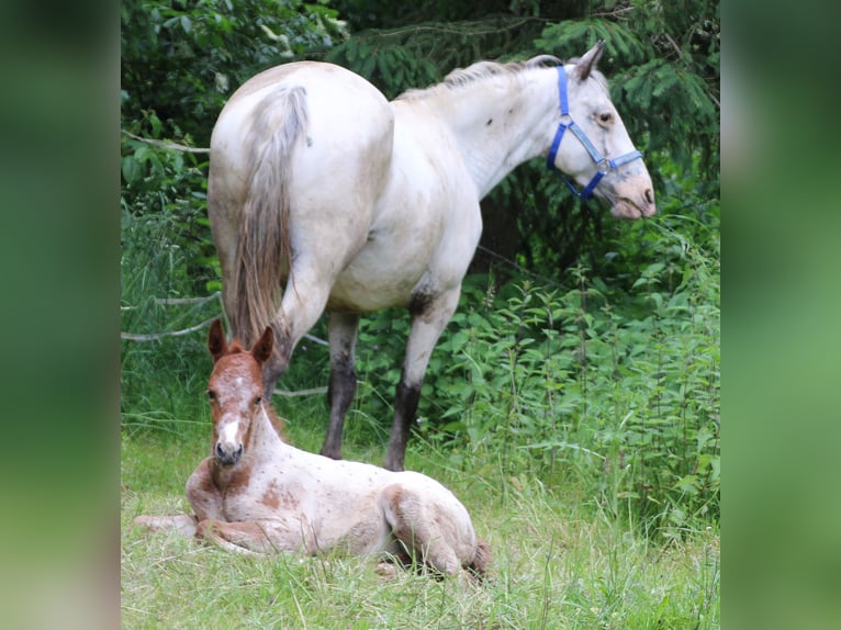 Appaloosa Blandning Sto Föl (05/2024) 155 cm Leopard-Piebald in Miehlen