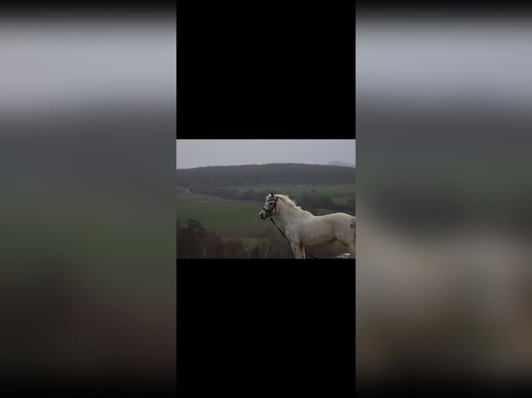 Appaloosa Mix Stute 10 Jahre 140 cm Apfelschimmel in Niederzissen