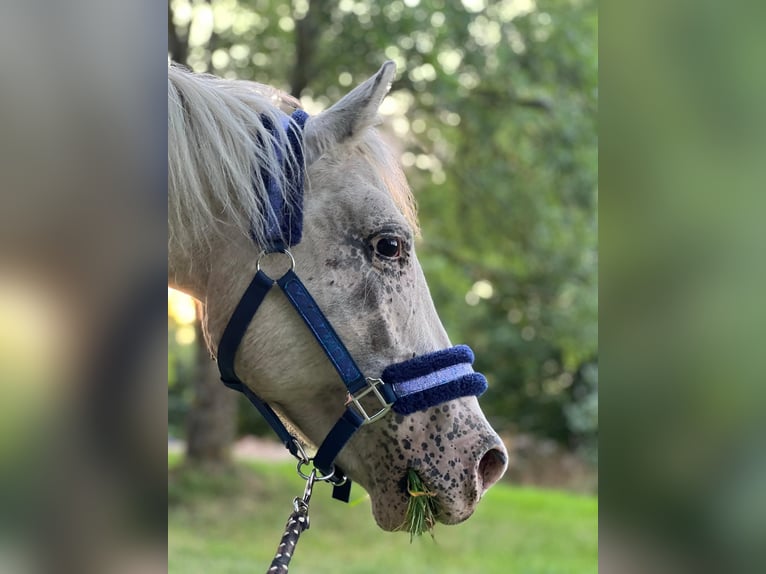 Appaloosa Mix Stute 10 Jahre 140 cm Apfelschimmel in Niederzissen