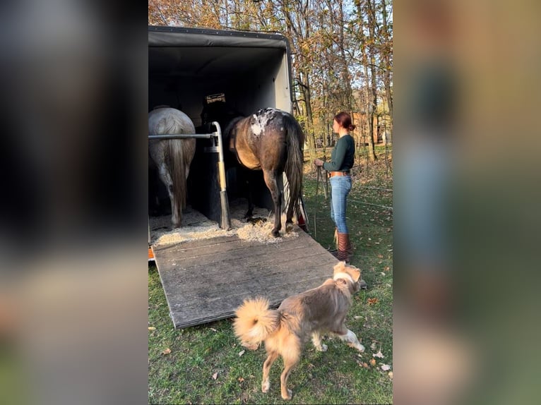 Appaloosa Stute 10 Jahre 148 cm Tigerschecke in Müglitztal