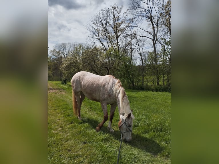 Appaloosa Stute 10 Jahre 149 cm in Filderstadt