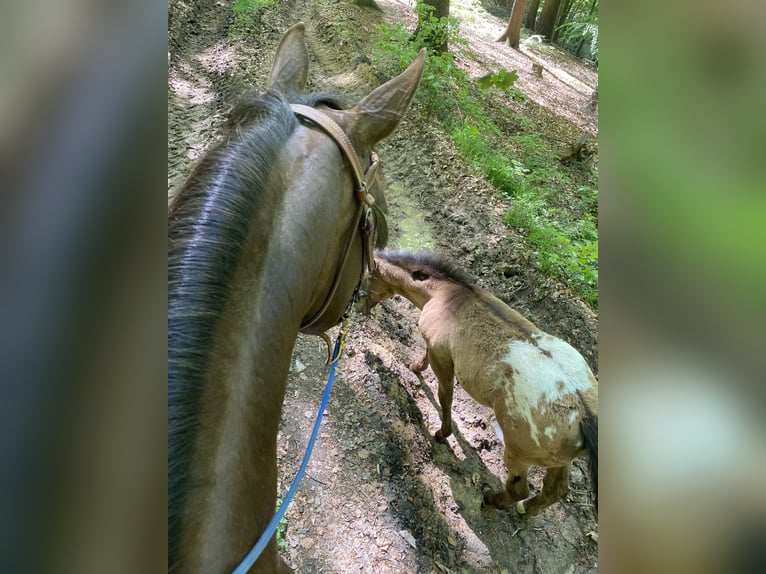 Appaloosa Stute 10 Jahre 153 cm Dunkelfuchs in Preußisch Oldendorf
