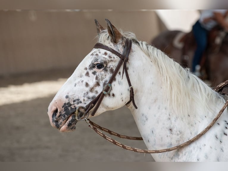 Appaloosa Stute 10 Jahre 158 cm Tigerschecke in Mömbris