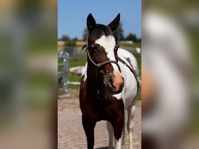 Appaloosa Stute 10 Jahre 160 cm Schecke in Lichtenfels