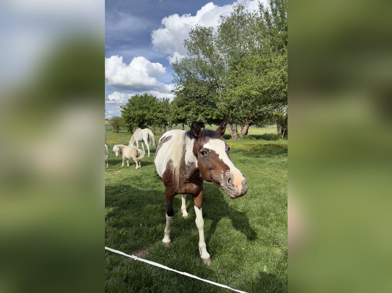 Appaloosa Stute 10 Jahre 160 cm Schecke in Lichtenfels