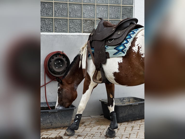 Appaloosa Stute 10 Jahre 160 cm Schecke in Lichtenfels