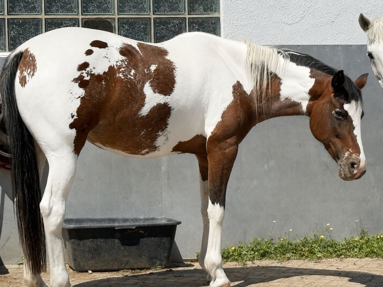 Appaloosa Stute 10 Jahre 160 cm Schecke in Lichtenfels